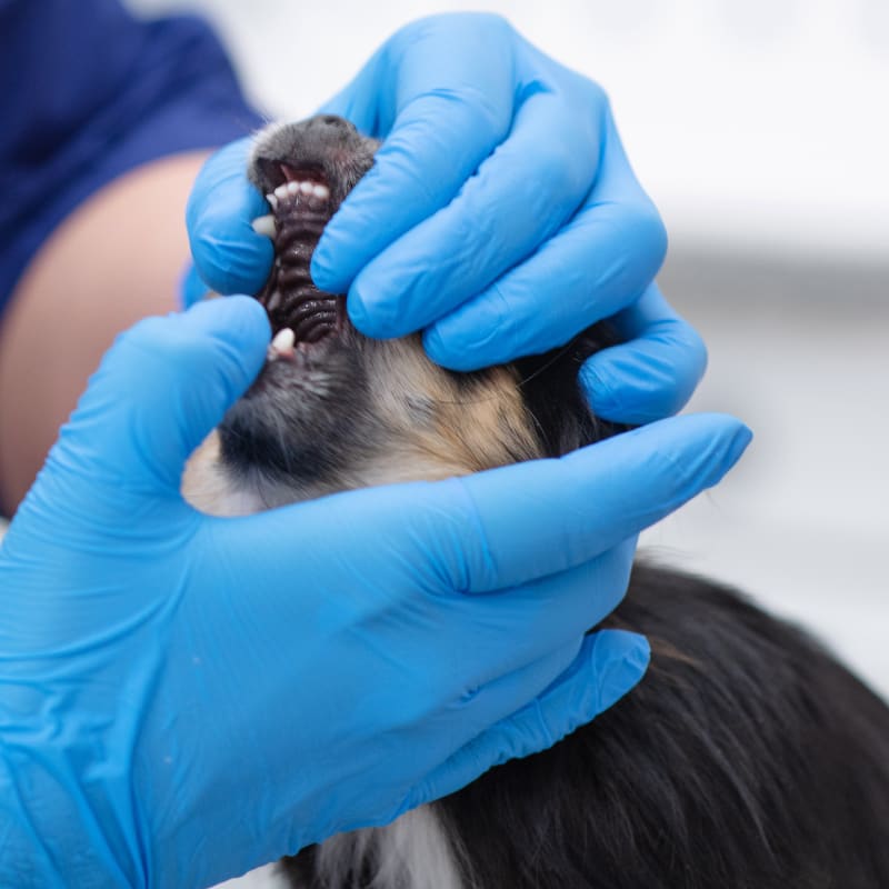 Pet Dental Care in Oklahoma City Vet