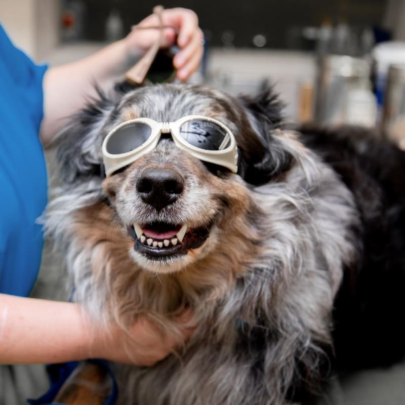 Cold Laser Therapy, Oklahoma City Veterinarians
